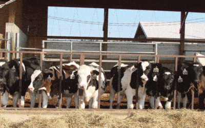 How many heifers should you raise?