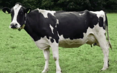PCR Is a Game Changer for Mastitis Management