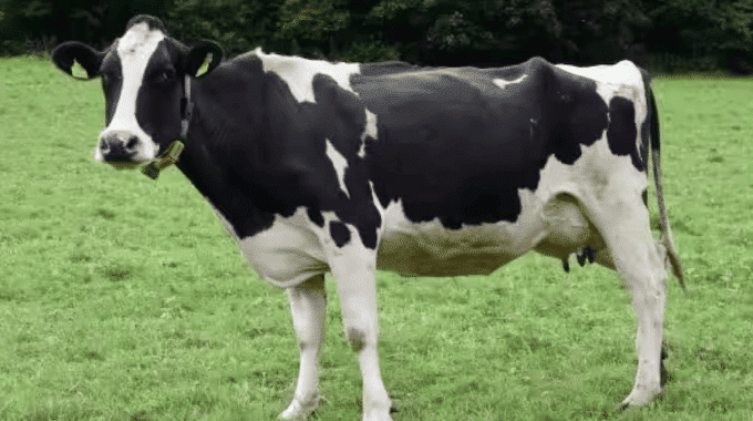 PCR Is a Game Changer for Mastitis Management