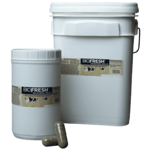 BIOFRESH® Microbial Bolus for Dairy Cattle | Off-feed, Immune and Digestive Support