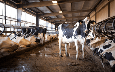 Lameness: Challenge conventional thinking