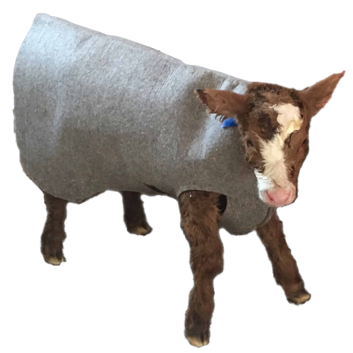 Woolover Calf Coat | Wool Calf Jacket for Dairy & Beef Calves - Image 2