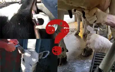 What is the best way to A2 test my dairy animals?