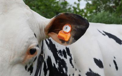 Considering Cow Monitoring Solutions? Discover the Power of Ear Temperature