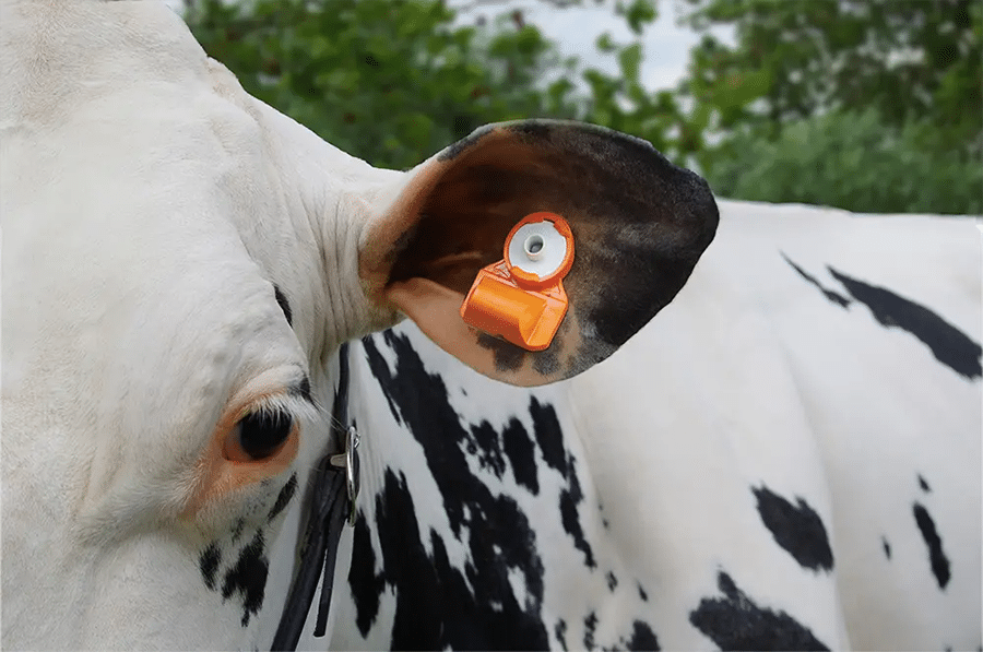Considering Cow Monitoring Solutions? Discover the Power of Ear Temperature