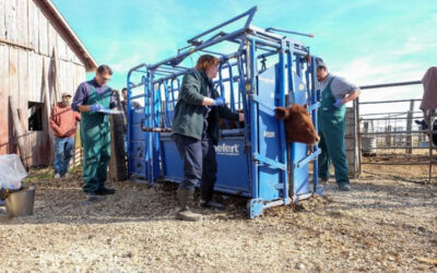 Sharing experiences managing Bovine Leukemia Virus during 2023 International All Things BLV Conference