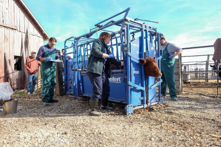 Sharing experiences managing Bovine Leukemia Virus during 2023 International All Things BLV Conference