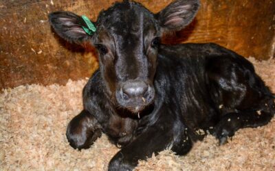 Calf Market Craziness