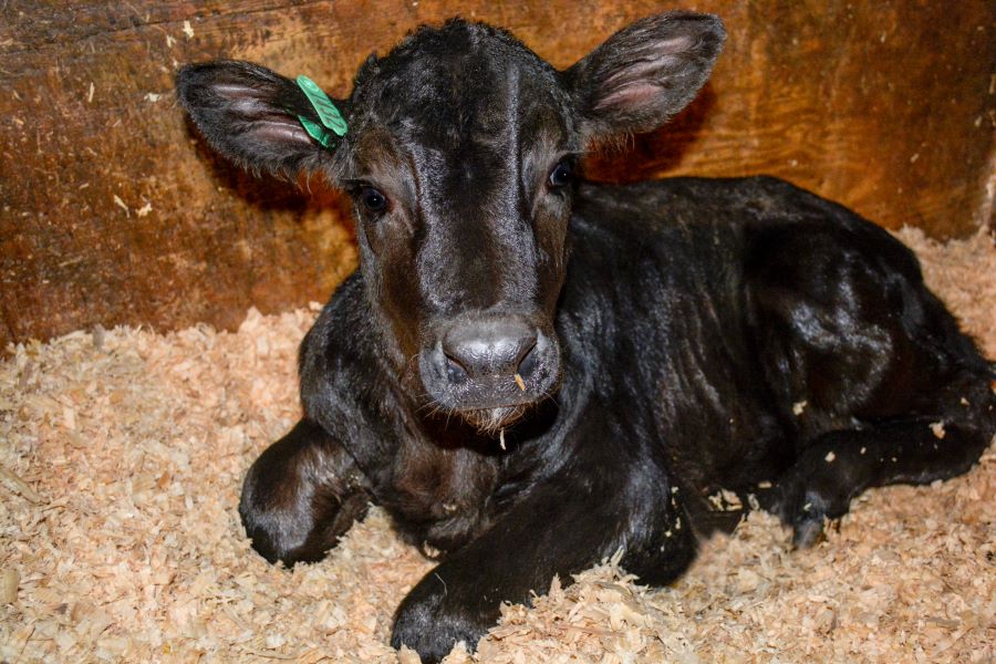 Calf Market Craziness