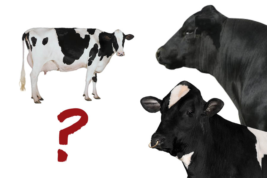 Sexed- and beef-semen strategy:  Can my farm pull it off?