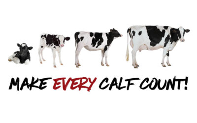 The long-term payoff of early-life calf-health practices