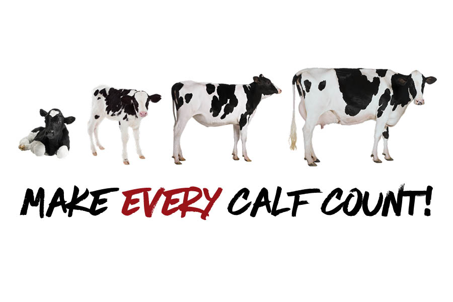 The long-term payoff of early-life calf-health practices