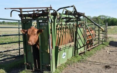 How to blood pregnancy test cattle