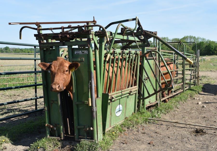 How to blood pregnancy test cattle