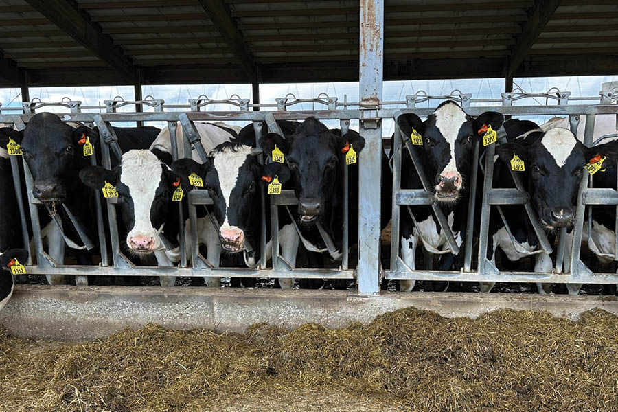 Transforming heifer reproduction