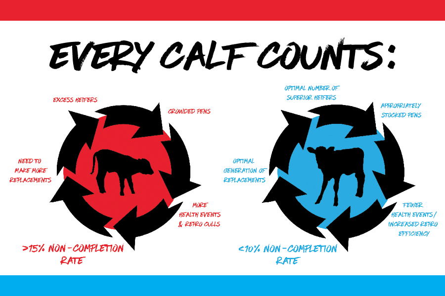 Every calf counts: Why reducing heifer non-completion is key to herd success