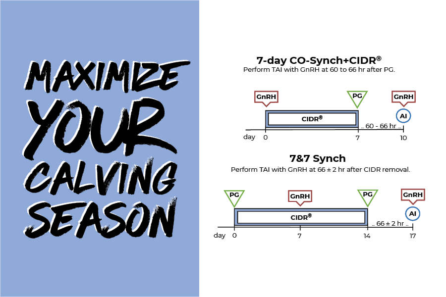 Maximize your calving season: Tips for a successful program