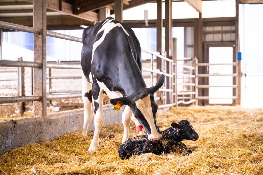 Milk fever vs. subclinical hypocalcemia: Are your fresh cows truly covered?