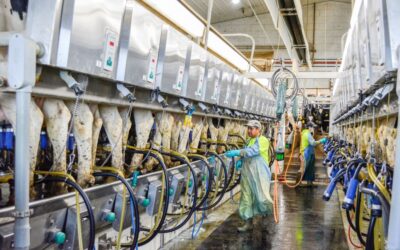 Understanding Mycoplasma bovis mastitis in dairy cattle and why it’s a serious threat
