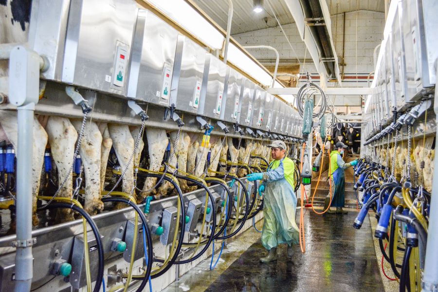 Understanding Mycoplasma bovis mastitis in dairy cattle and why it’s a serious threat