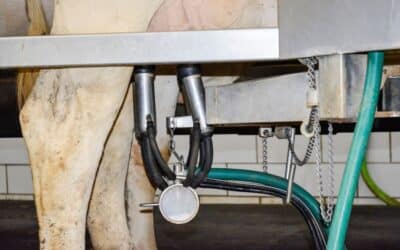 Understanding Staph. aureus mastitis in dairy cattle and how to manage it