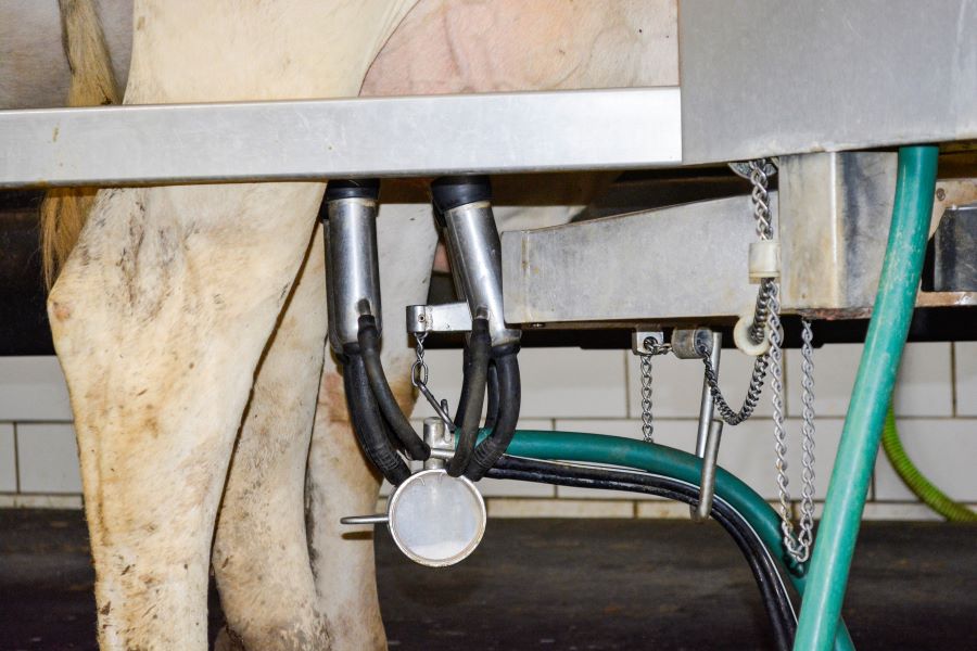 Understanding Staph. aureus mastitis in dairy cattle and how to manage it