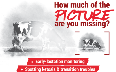 Early-lactation monitoring: How much of the picture are you missing?