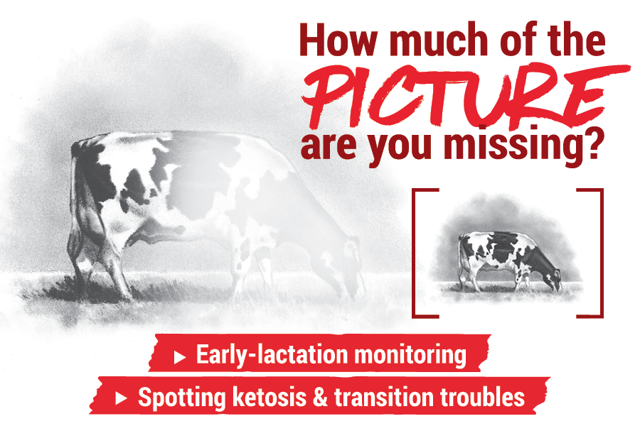 Early-lactation monitoring: How much of the picture are you missing?
