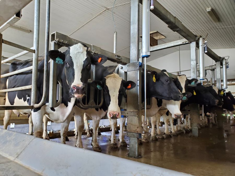 Preventing and controlling the spread of Strep ag. mastitis in dairy herds