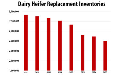 Boost heifer longevity with disease management