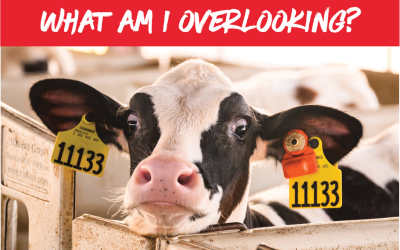 The opportunity most dairies still overlook