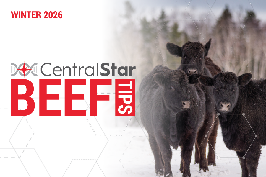Beef Tips – Winter 2026