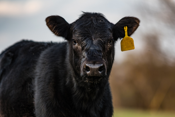 Research shows FerAppease® improves feed efficiency at weaning