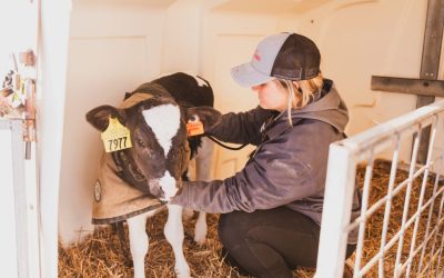 Catching Calf Pneumonia Early