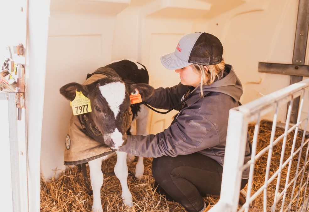Catching Calf Pneumonia Early