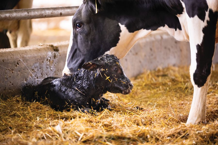 Beef on dairy success: ADSA Conference 48 insights