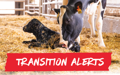 What happened when we started acting on transition alerts